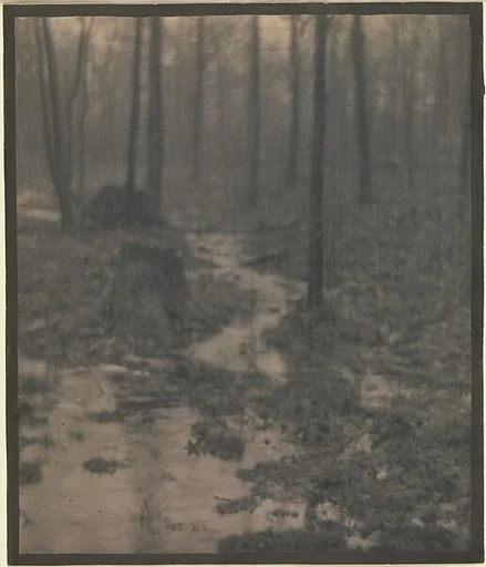Woods Interior