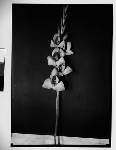 [Gladiola in Front of Backdrop, Darien, Connecticut]