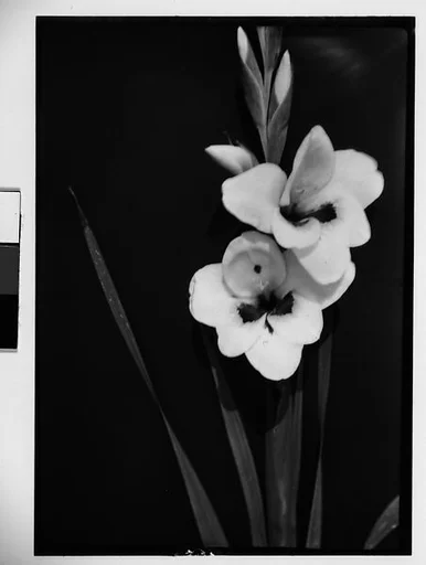 [Gladiola in Front of Backdrop, Darien, Connecticut]