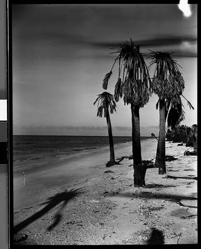[Palm Trees on Beach at Long Boat Key, Near Sarasota, Florida]