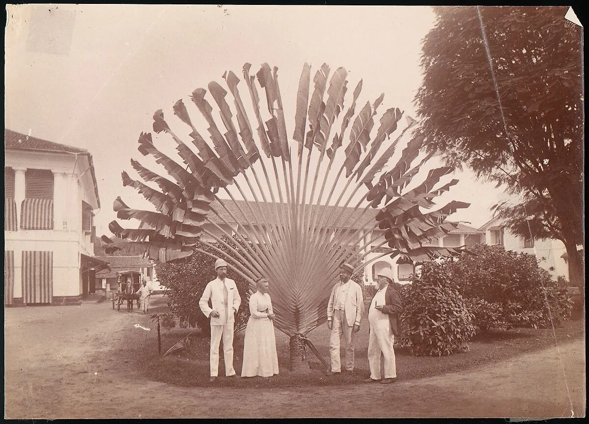 Traveller's Palm or Fan Palm, Singapore — Unknown