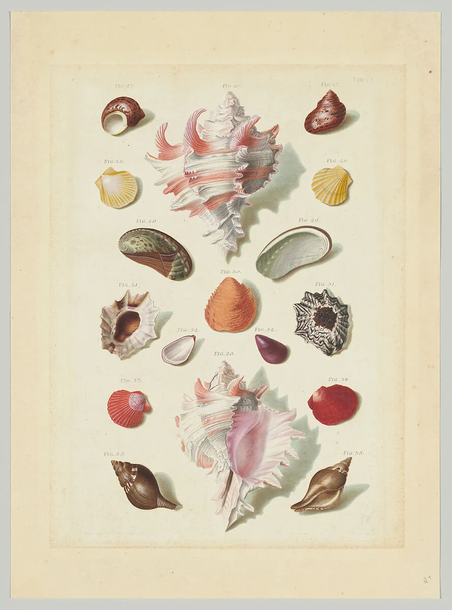 Plate IX, from "Choix de Coquillages et de Crustacés" — Franz Michael Regenfuss