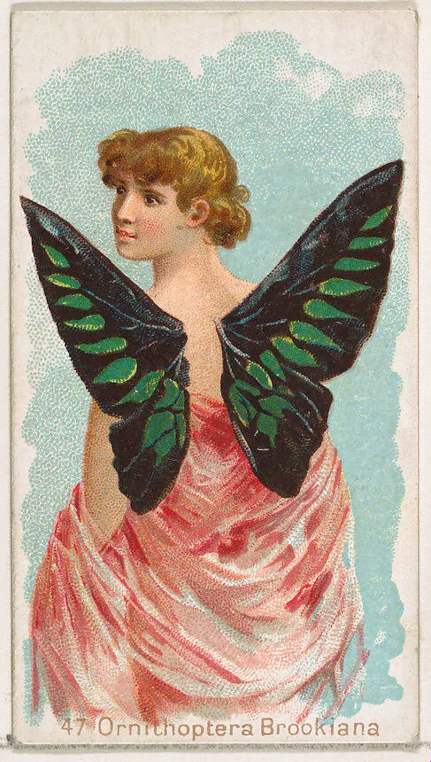 Card 47, Ornithoptera Brookiana, from the Butterflies series (N183) issued by Wm. S. Kimball & Co. — William S. Kimball & Company|Julius Bien