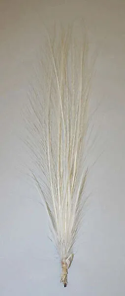 Aigrette — Unknown