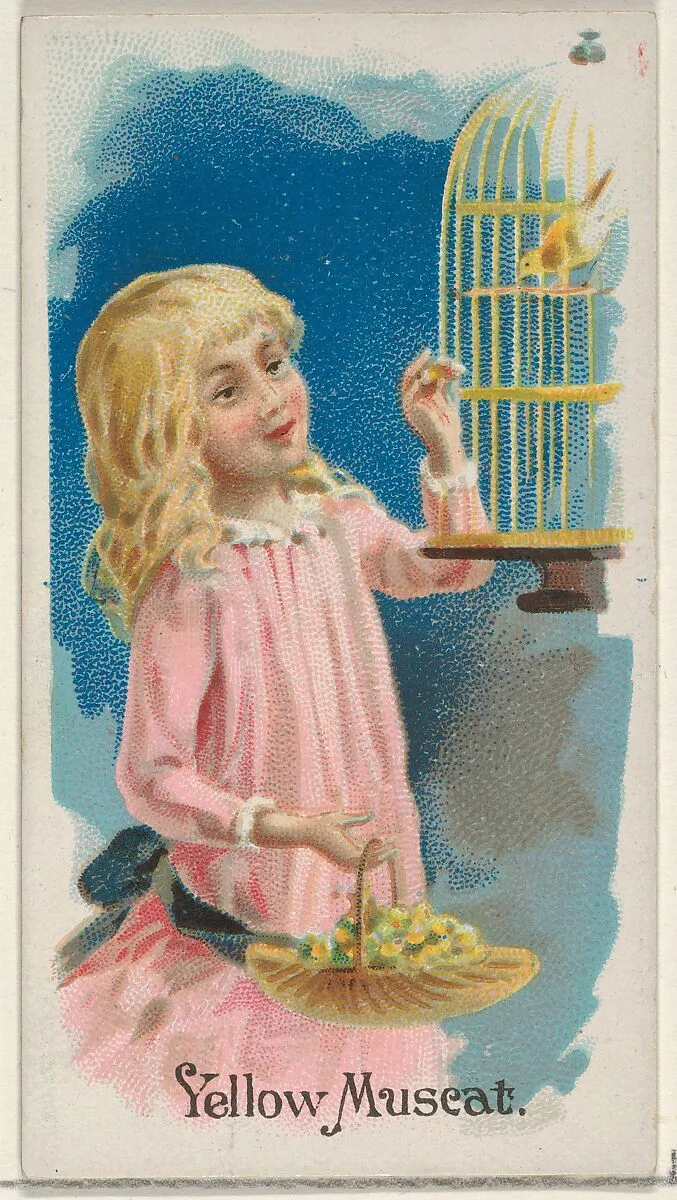 Yellow Muscat, from the Fruits series (N12) for Allen & Ginter Cigarettes Brands — George S. Harris & Sons|Allen & Ginter