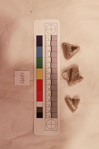 Stucco Fragment