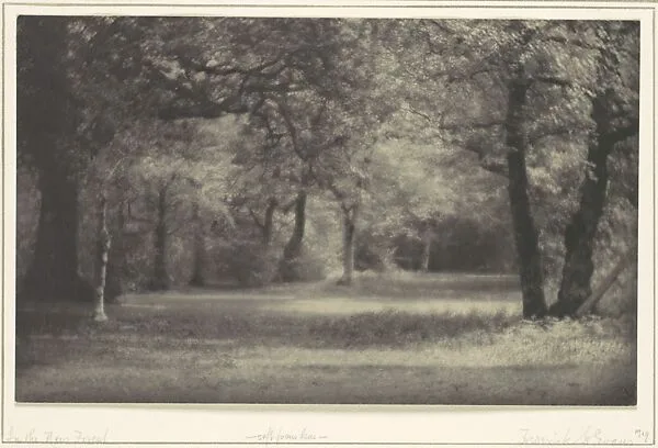 In the New Forest — Frederick H. Evans