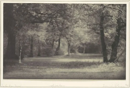 In the New Forest