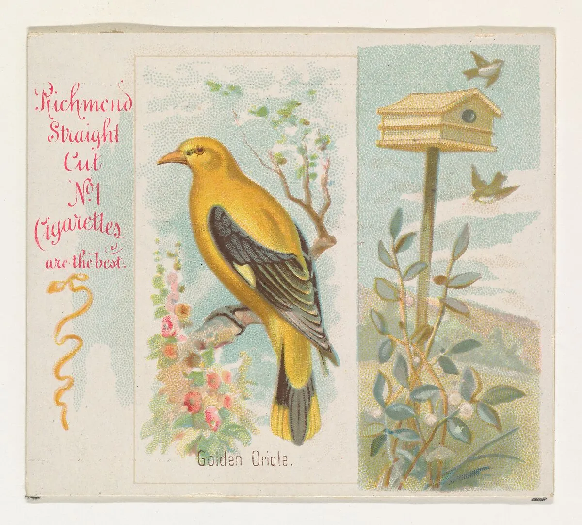 Golden Oriole, from the Song Birds of the World series (N42) for Allen & Ginter Cigarettes — Allen & Ginter|George S. Harris & Sons