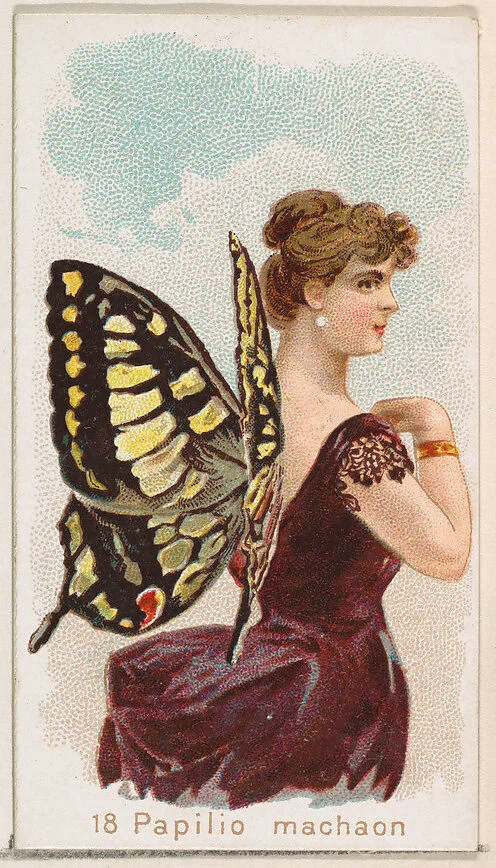 Card 18, Papilio Machaon, from the Butterflies series (N183) issued by Wm. S. Kimball & Co. — William S. Kimball & Company|Julius Bien
