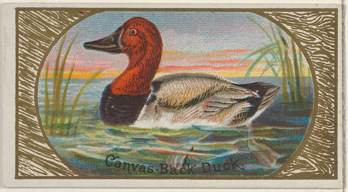 Canvas-Back Duck, from the Game Birds series (N13) for Allen & Ginter Cigarettes Brands — Allen & Ginter|George S. Harris & Sons
