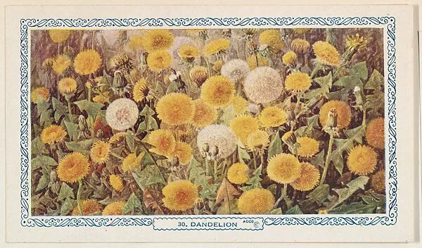 30. Dandelion, bakery insert card from the Flower Pictures series (D36), issued by the Freihofer Baking Company — Freihofer Baking Company