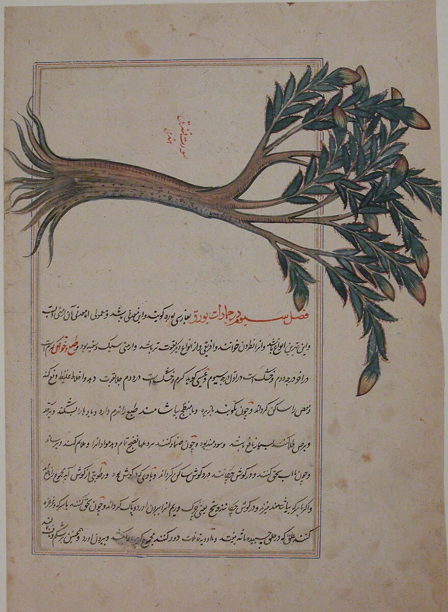 Folio from a Bestiary and Herbal — Unknown