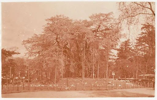 [Anicient Cherry Tree, Japan]