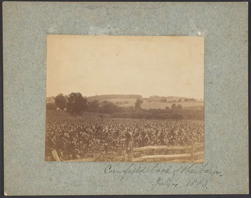 [Cornfield in Back of the Barn]