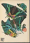 Papillons, Pl. 7 — Emile-Allain Séguy|Tolmer Editeur