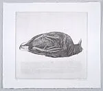 Dead Moorhen (Dode waterhoen) — Charles Donker