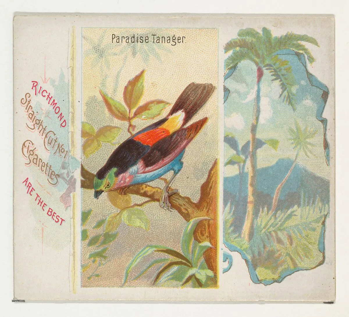 Paradise Tanager, from Birds of the Tropics series (N38) for Allen & Ginter Cigarettes — Allen & Ginter|George S. Harris & Sons
