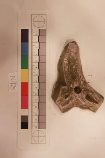 Stucco Fragment