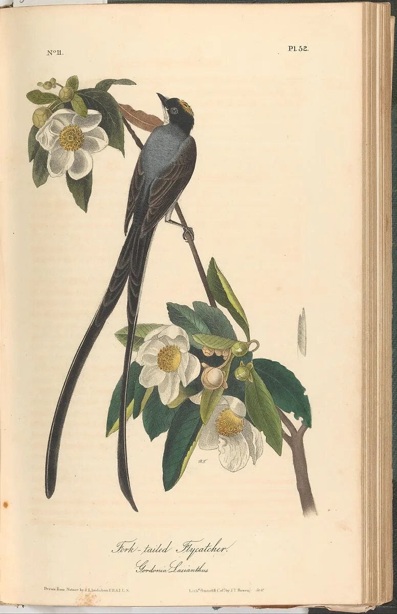The Birds of America from Drawings Made in the United States — John James Audubon|J. B. Chevalier|John T. Bowen|John James Audubon