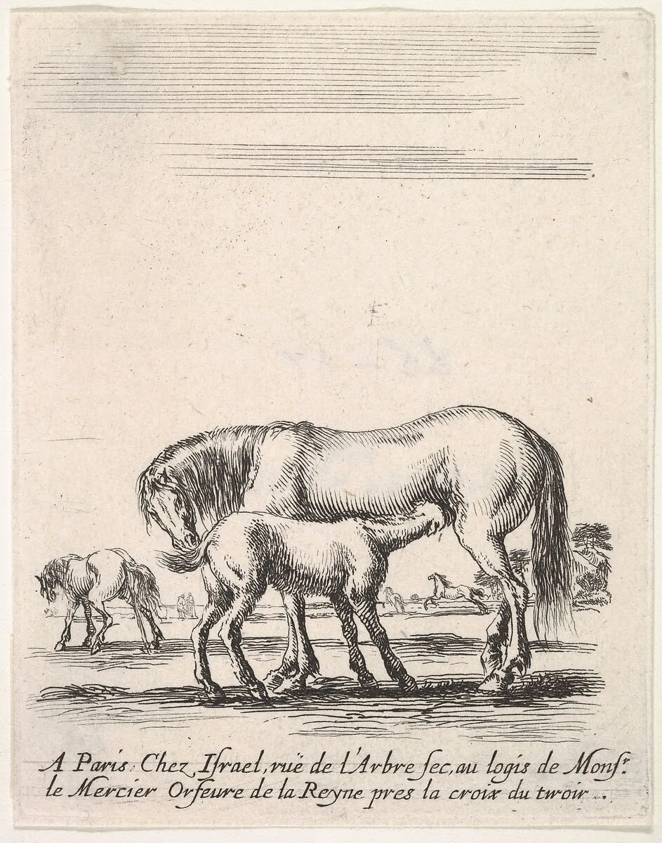 Mare suckling a foal in center, another foal urinating in back left, other horses in the background, from 'Various cavalry exercises' (Diverses exercices de cavalerie) — Stefano della Bella|Israël Henriet
