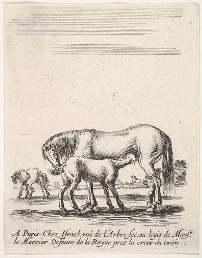 Mare suckling a foal in center, another foal urinating in back left, other horses in the background, from 'Various cavalry exercises' (Diverses exercices de cavalerie)