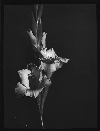 [Gladiola, Darien, Connecticut]