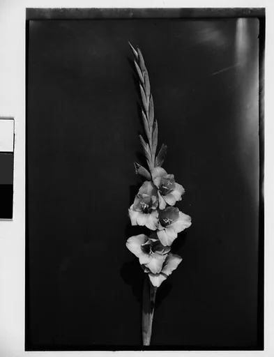 [Gladiola in Front of Backdrop, Darien, Connecticut]