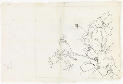 現代 謝稚柳 花卉圖 鏡片|Flowering Plant