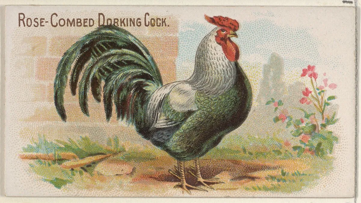 Rose-Combed Dorking Cock, from the Prize and Game Chickens series (N20) for Allen & Ginter Cigarettes — Allen & Ginter|The Gast Lithograph & Engraving Company