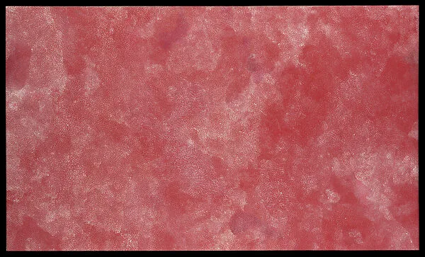 Bush Plum Dreaming — Angelina Pwerle
