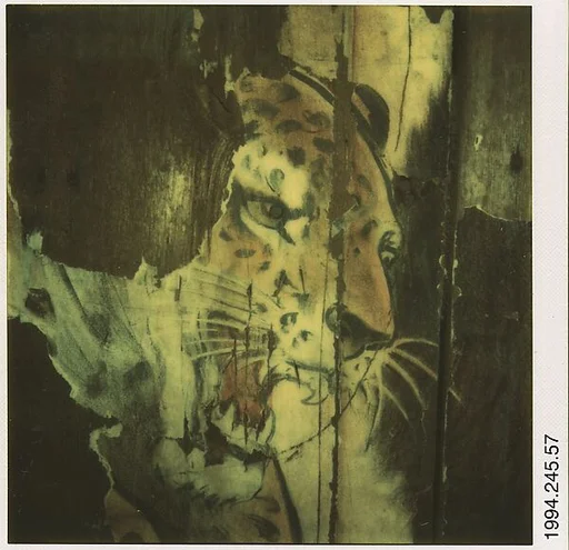 [Detail of Torn Circus Poster (Leopard)]