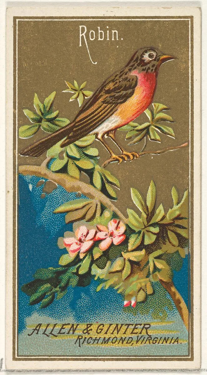 Robin, from the Birds of America series (N4) for Allen & Ginter Cigarettes Brands — Allen & Ginter