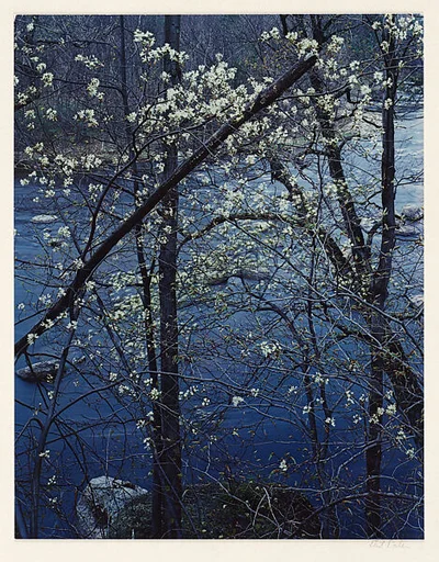 Shadbush, Near Hillsborough, New Hampshire