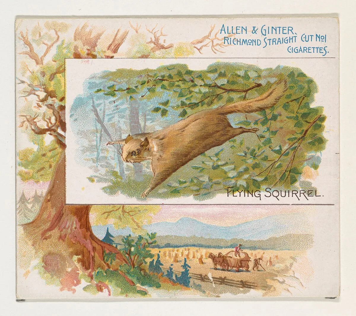 Flying Squirrel, from Quadrupeds series (N41) for Allen & Ginter Cigarettes — Allen & Ginter|Lindner, Eddy & Claus