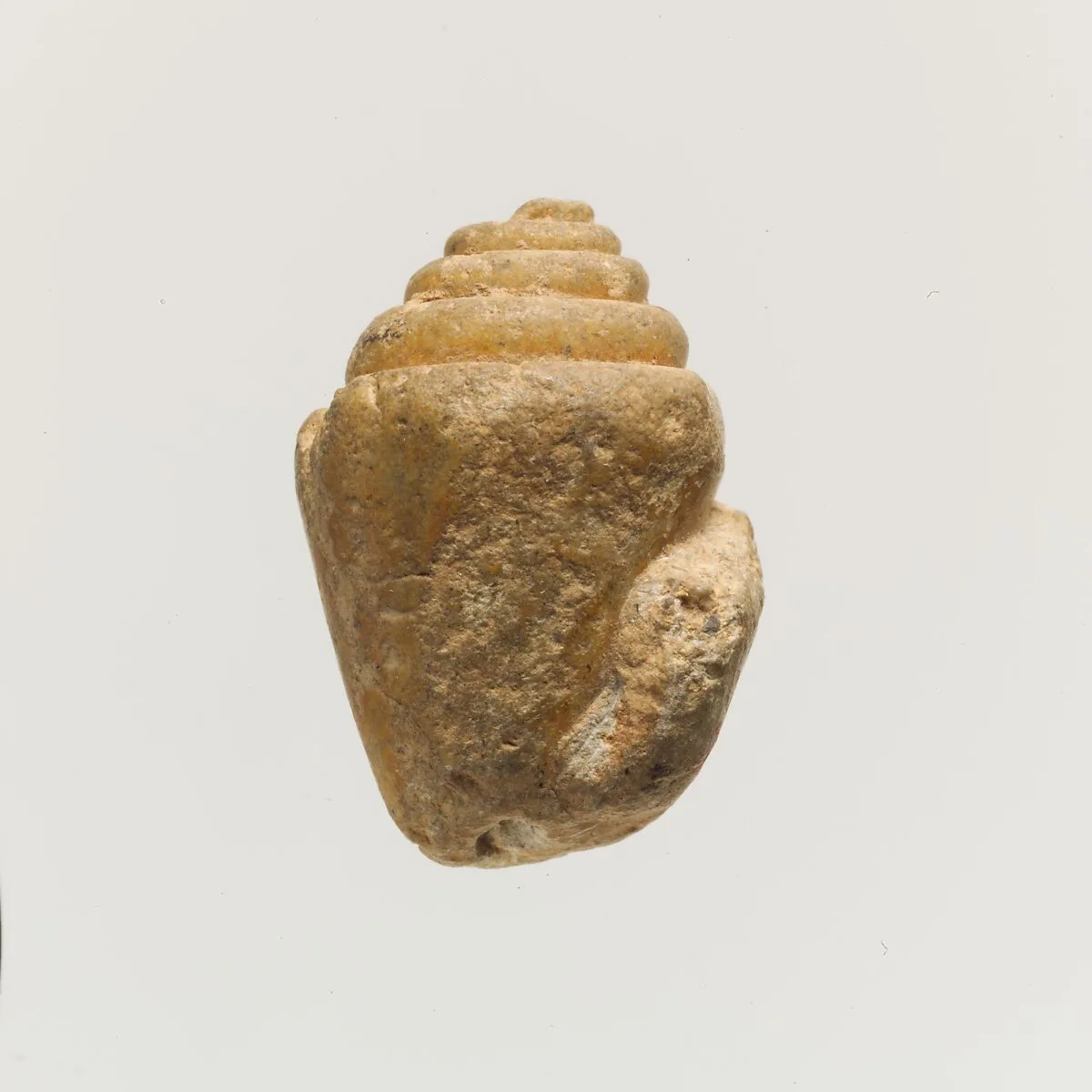 Terracotta shell — Unknown