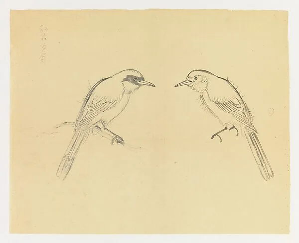 現代 謝稚柳 對稱雀鳥畫稿 鏡片|Mirror-images of a Bird — Xie Zhiliu