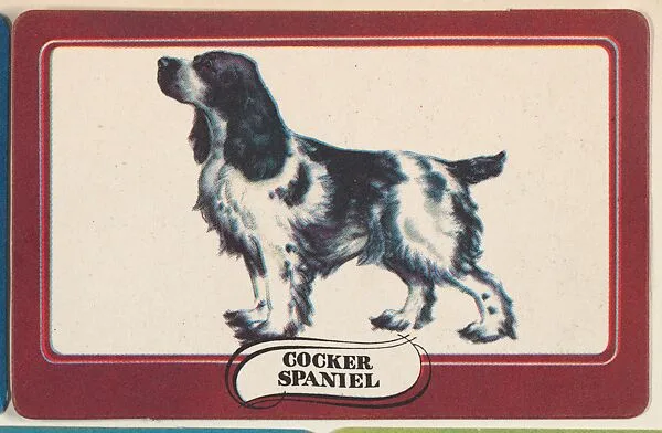 Cocker Spaniel, bakery insert card from the Dogs series (D26), issued by the Omar Baking Company — Omar Baking Company