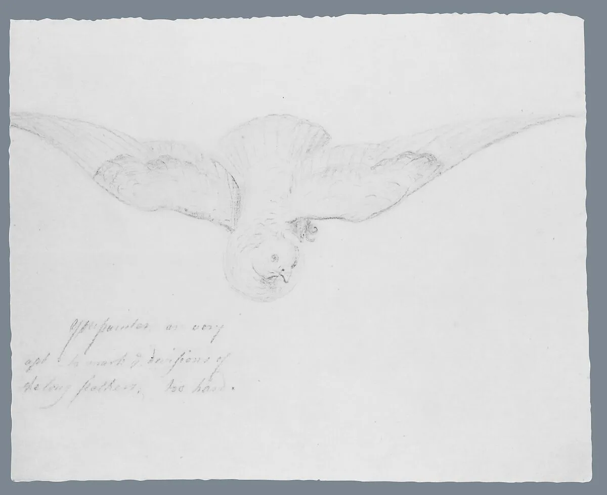 Bird (from McGuire Scrapbook) — Unknown