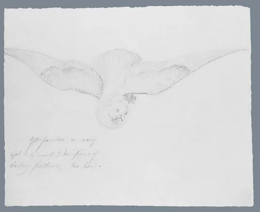 Bird (from McGuire Scrapbook)