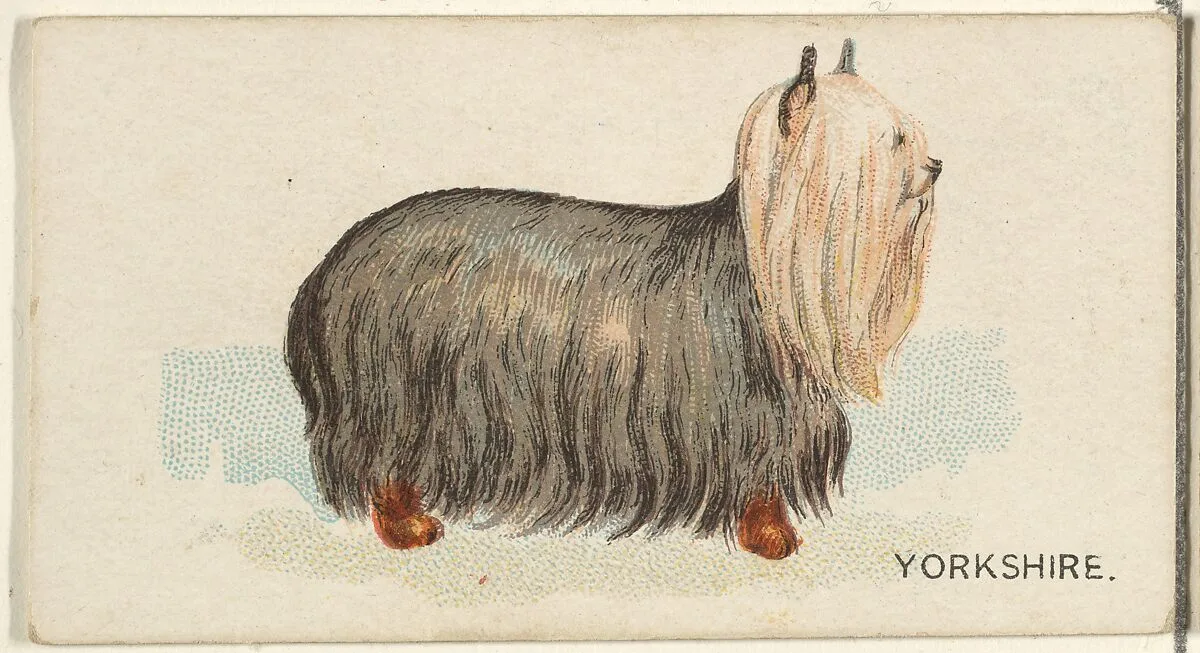 Yorkshire, from the Dogs of the World series for Old Judge Cigarettes — Goodwin & Company