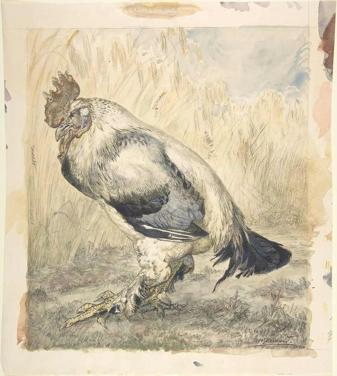 The Old Cock — Félix Bracquemond