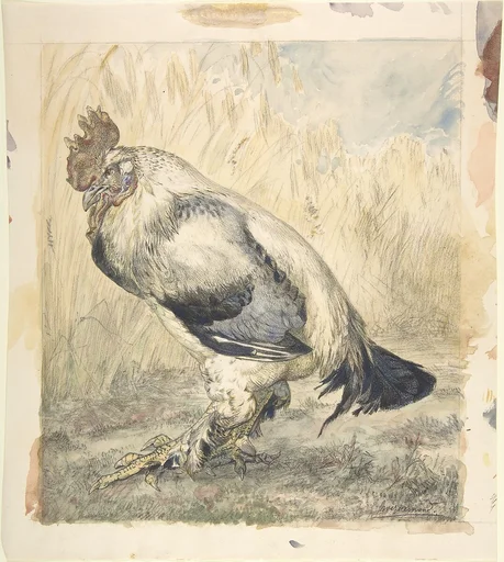 The Old Cock