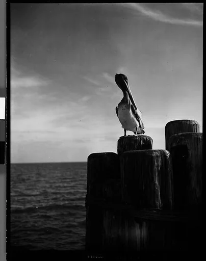 [Pelican on Dock Piling, Florida]