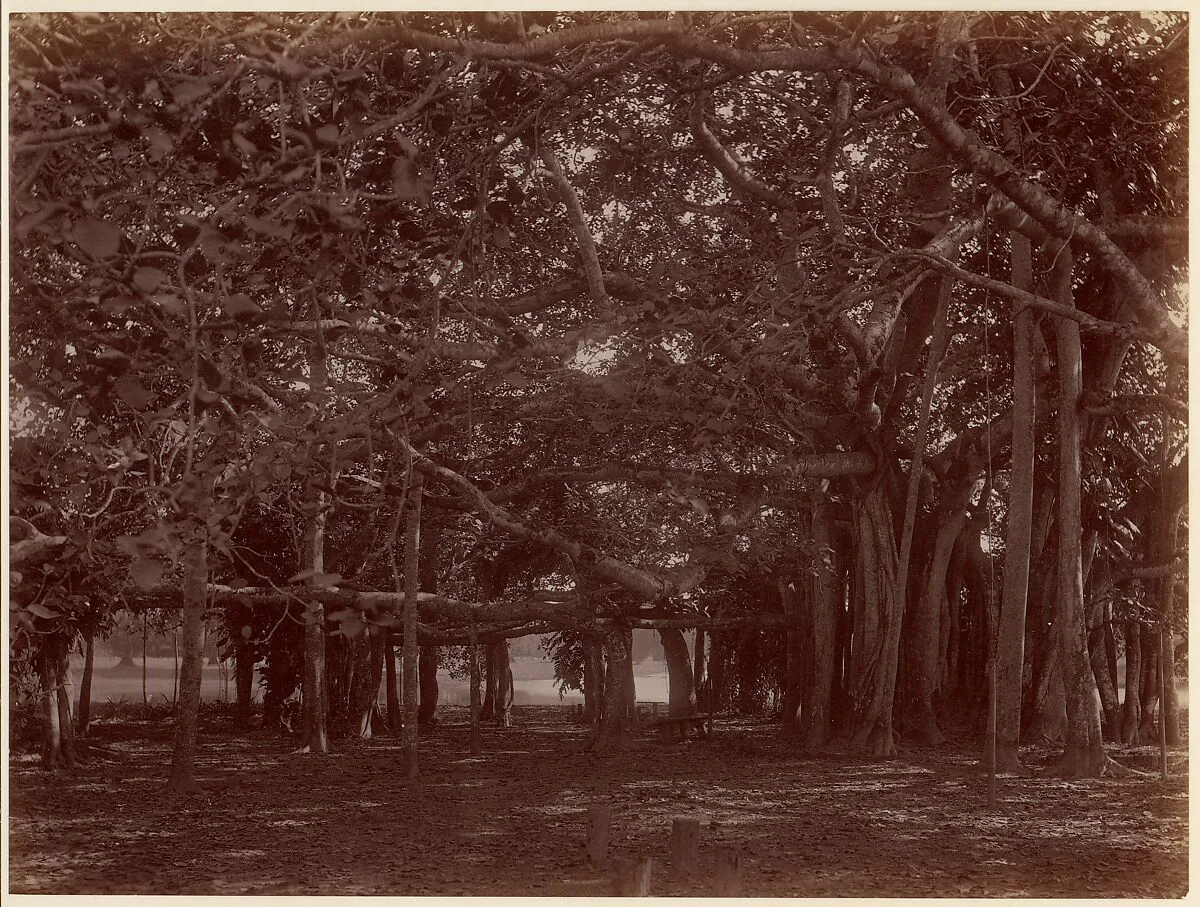 "Interior" View of Banyan Tree, Calcutta — Unknown