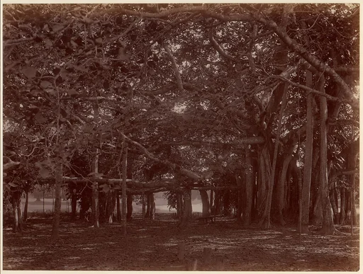 "Interior" View of Banyan Tree, Calcutta