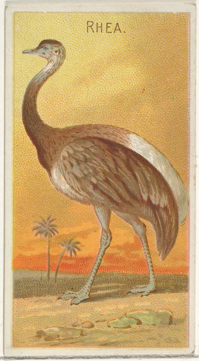 Rhea, from the Birds of the Tropics series (N5) for Allen & Ginter Cigarettes Brands — Allen & Ginter|George S. Harris & Sons