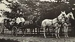 [Copy Photograph of Carriage Drawn by Four Horses]