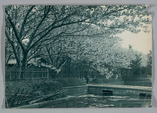 [Cherry Trees Along a Canal]