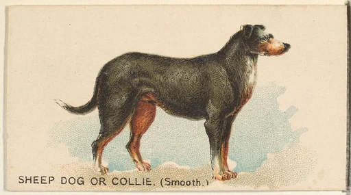 Sheep Dog or Collie (Smooth), from the Dogs of the World series for Old Judge Cigarettes